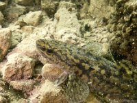 Attersee-289-30.04.2017-037