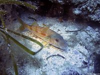 Kroatien-2018-12