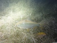 Attersee27.10.2018-04