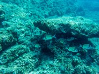 65Kroatien-Insel Murter vom 14.08. - 21.08.2019