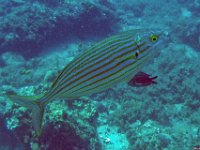 73Kroatien-Insel Murter vom 14.08. - 21.08.2019